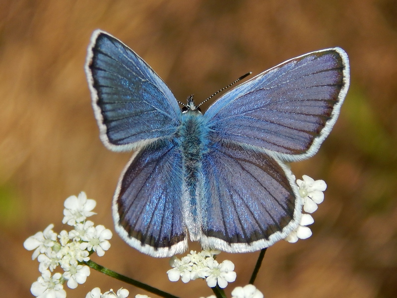 Plebejus cfr. argus